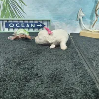 Bellatrix, a female Bichon Frise for sale in Falcon, MO – Photo 4 of 6