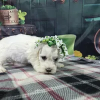 Bellatrix, a female Bichon Frise for sale in Falcon, MO – Photo 2 of 6