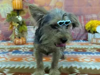 Hazel, a female Yorkshire Terrier for sale in Falcon, MO – 2 of 6