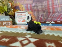 selma, a female Yorkipoo for sale in Falcon, MO – 2 of 3