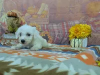 Mateo, a male Bichon Frise for sale in Falcon, MO – 9 of 9