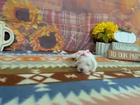 Sofia, a female Bichon Frise for sale in Falcon, MO – 3 of 3