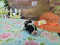 Claire , a female Cocker Spaniel for sale in Falcon, MO – Photo 2 of 3