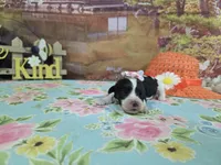 Claire , a female Cocker Spaniel for sale in Falcon, MO – Photo 3 of 3