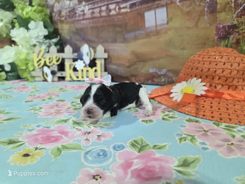 Claire  – Cocker Spaniel puppy for sale in Falcon, MO