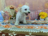 Thor , a male Bichon Frise for sale in Falcon, MO – 9 of 10