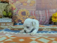 Frost, a male Maltese for sale in Falcon, MO – 6 of 6