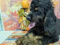 Logan, a male Cocker Spaniel for sale in Falcon, MO – 3 of 7