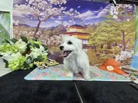Daniel , a male Bichon Frise for sale in Falcon, MO – 6 of 6