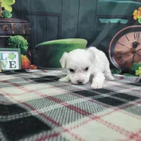 Daniel , a male Bichon Frise for sale in Falcon, MO – Photo 1 of 3