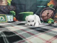 Daniel , a male Bichon Frise for sale in Falcon, MO – Photo 1 of 3