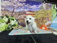 Daniel , a male Bichon Frise for sale in Falcon, MO – 4 of 6
