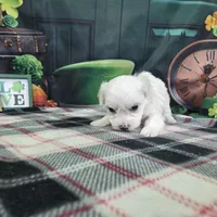 Daniel , a male Bichon Frise for sale in Falcon, MO – Photo 3 of 3