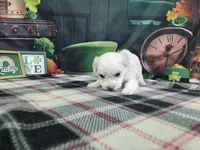 Daniel , a male Bichon Frise for sale in Falcon, MO – Photo 3 of 3