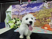 Daniel , a male Bichon Frise for sale in Falcon, MO – 5 of 6