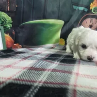 Daniel , a male Bichon Frise for sale in Falcon, MO – Photo 2 of 3
