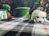 Daniel , a male Bichon Frise for sale in Falcon, MO – Photo 2 of 3