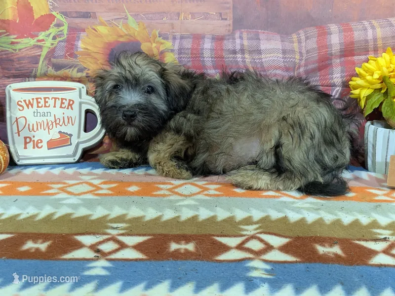 Earl – Havanese puppy for sale in Falcon, MO