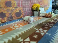 Frost, a male Maltese for sale in Falcon, MO – 3 of 3