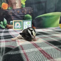 Jackson, a female Havanese for sale in Falcon, MO – Photo 1 of 3