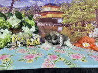 Jackson, a female Havanese for sale in Falcon, MO – 6 of 6