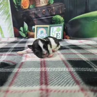 Jackson, a female Havanese for sale in Falcon, MO – Photo 3 of 3