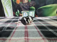 Jackson, a female Havanese for sale in Falcon, MO – Photo 3 of 3