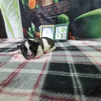 Jackson, a female Havanese for sale in Falcon, MO – Photo 2 of 3