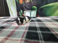 Jackson, a female Havanese for sale in Falcon, MO – Photo 2 of 3