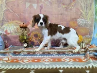 Steven, a male Cavalier King Charles Spaniel for sale in Falcon, MO – 3 of 3