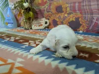 Nathan, a male Bichon Frise for sale in Falcon, MO – 4 of 10