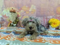 Celina, a male Yorkshire Terrier for sale in Falcon, MO – 4 of 6
