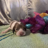 Jessica, a female Cocker Spaniel for sale in Falcon, MO – Photo 3 of 3