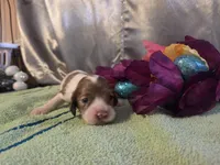Jessica, a female Cocker Spaniel for sale in Falcon, MO – Photo 3 of 3