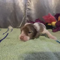 Jessica, a female Cocker Spaniel for sale in Falcon, MO – Photo 2 of 3
