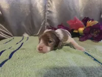 Jessica, a female Cocker Spaniel for sale in Falcon, MO – Photo 2 of 3