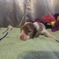 Jessica, a female Cocker Spaniel for sale in Falcon, MO – Photo 1 of 3