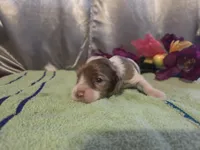 Jessica, a female Cocker Spaniel for sale in Falcon, MO – Photo 1 of 3