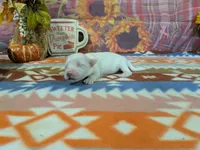 Briar, a male Bichon Frise for sale in Falcon, MO – 2 of 3