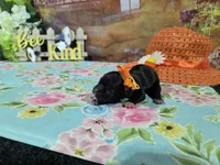 Shiela, a female Shih Tzu for sale in Falcon, MO – Photo 3 of 3