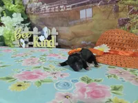 Shiela, a female Shih Tzu for sale in Falcon, MO – Photo 1 of 3