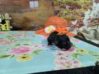 Shiela, a female Shih Tzu for sale in Falcon, MO – Photo 2 of 3