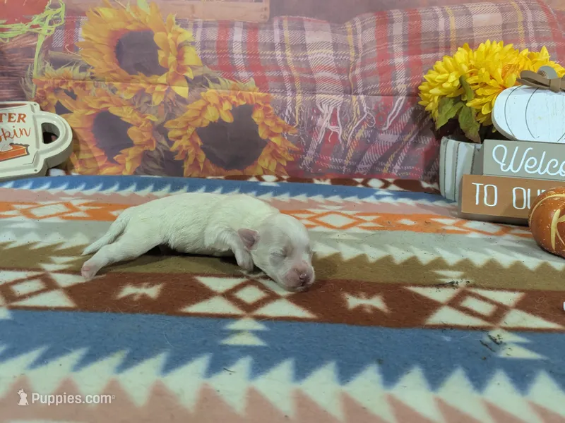 Victor – Maltese puppy for sale in Falcon, MO