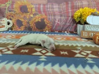 Victor, a male Maltese for sale in Falcon, MO – 1 of 2