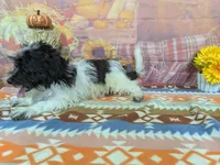 Andrew, a female Havanese for sale in Falcon, MO – 4 of 6
