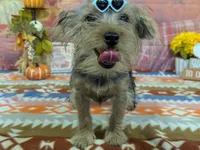 Hazel, a female Yorkshire Terrier for sale in Falcon, MO – 3 of 6