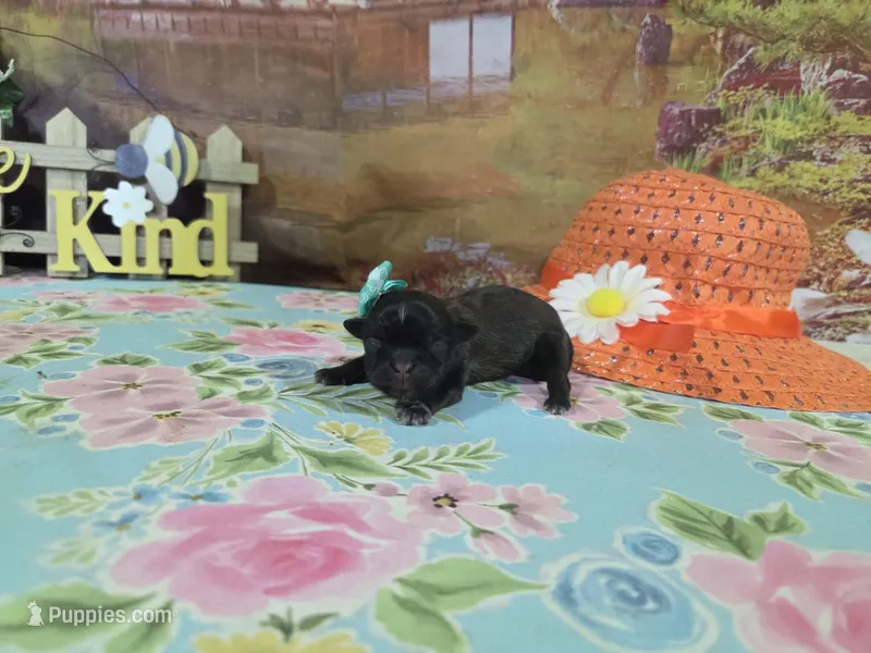 Matilda – Shih Tzu puppy for sale in Falcon, MO