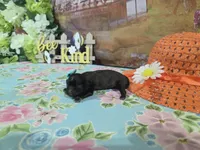 Matilda, a female Shih Tzu for sale in Falcon, MO – Photo 3 of 3