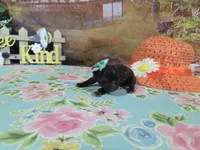 Matilda, a female Shih Tzu for sale in Falcon, MO – Photo 2 of 3