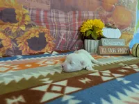 Rohan, a male Bichon Frise for sale in Falcon, MO – 2 of 3